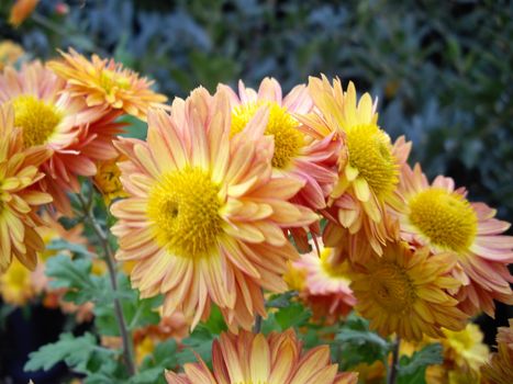 Autumn flowers