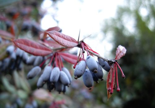 berries on the barberry branch