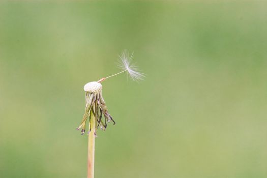 dandelion with the last seed