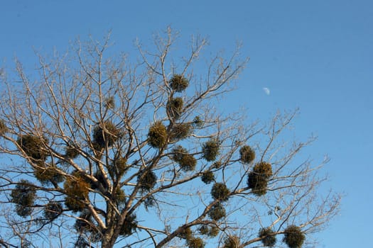 Crone of a tree with evergreen plants which parasitize on branches against the moon
