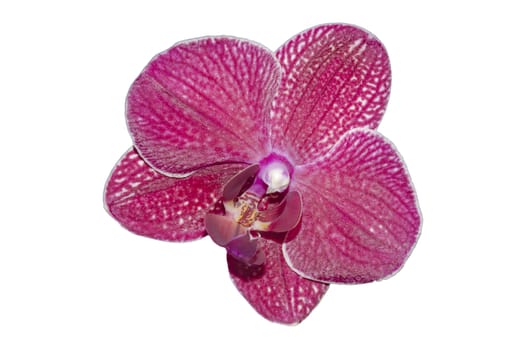 orchid flower isolated on a white background