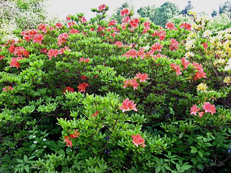 Rhododendron in the Botanic garden of the University of Latvia