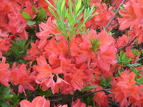 rhododendron in the Botanic garden of University of Latvia