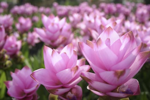 Pink field of Siam tulip near Bangkok, Thailand.