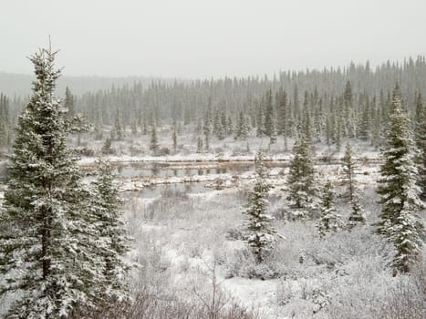 Snow falling on marshland pond and boreal forest (taiga) of Yukon Territory, Canada.