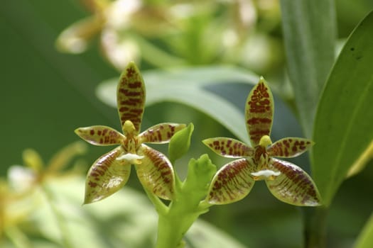 Orchid in farm at bankok, thailand 