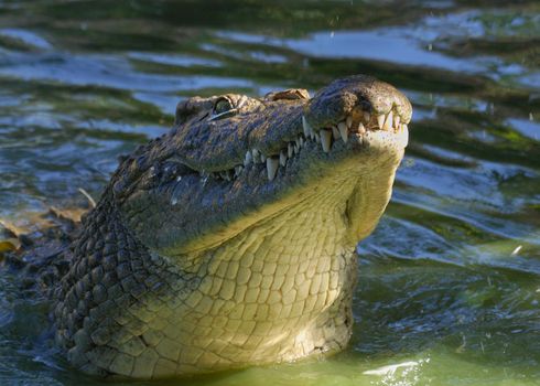 Crocodile in water