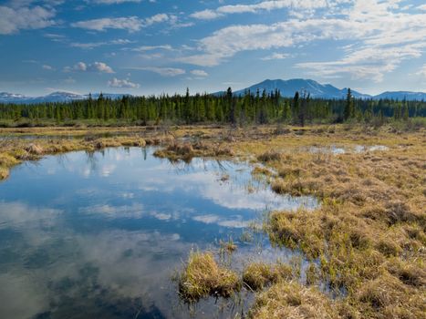 Marshland pond in boreal forest (taiga) of Yukon Territory, Canada, reflecting blue partly clouded sky.