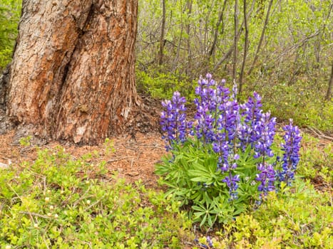 Arctic lupine (Lupinus arcticus) blooming in boreal forest.