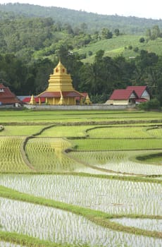 Beautiful thai temple and rice field in thailand.