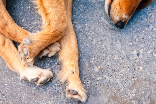 Feet and nose of relaxing dog lying on paved ground.