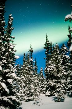 Northern Lights (Aurora borealis) over moon lit snow-covered spruce trees of boreal forest.