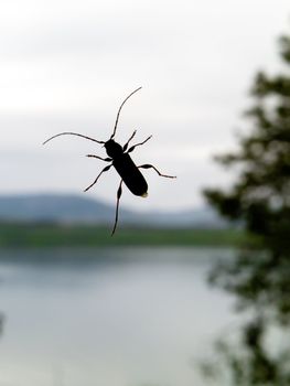 Beetle close-up in front of blurred wilderness landscape.