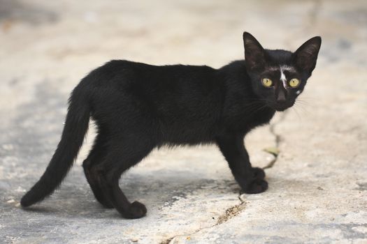 Black cat with yellow eyes.