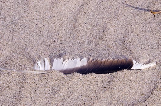 Bird quill in the sand. Natural sea view. Seaside details.