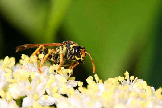 Paper Wasp Polistes dominula on white flower early morning