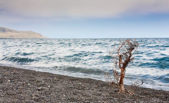 Photo of dry tree on Sevan lake in Armenia