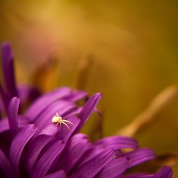 Close-up shot of the little spider standing alone on the flowers petal. Artistic photograph. DOF is shallow.