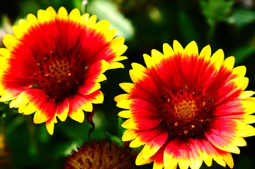 Closeup view of red and orange flower 
