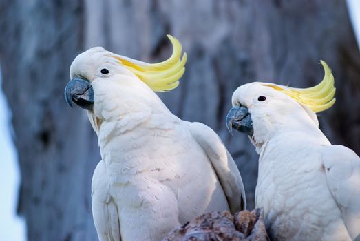 Australian birds, a pair of white cockatoo with yellow crest.