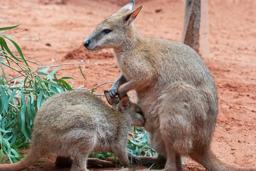 Australian iconic animal, brown kangaroo, outback