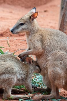 Australian iconic animal, brown kangaroo, outback