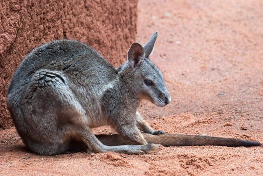 Australia iconic animal, brown kangaroo, outback