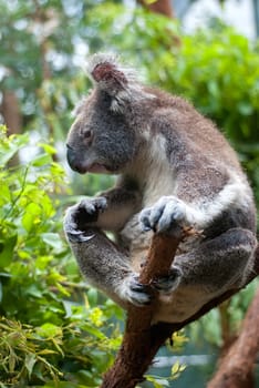 Australian iconic animal, Koala bear. Grey animal on green tree background.