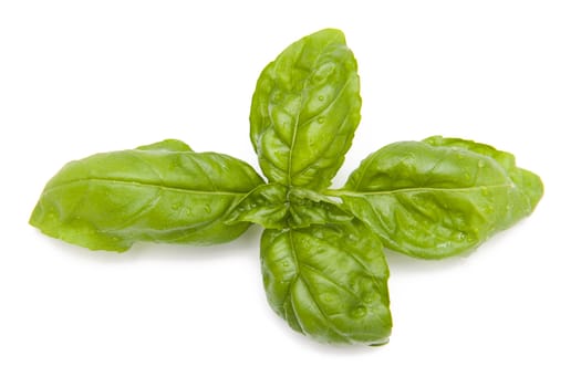 Basil on the white background