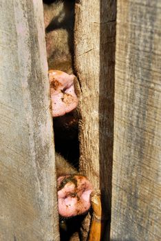 two dirty pig noses closeup on farm