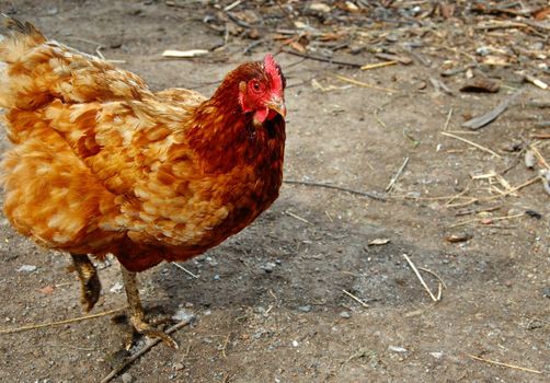 golden brown hen on farm yard outdoors