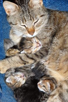 cat with newborn babies kitten sleeping together