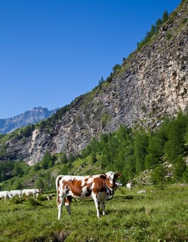 Italian cows during a sunny day close to Susa, Piedmont, Italian Alps