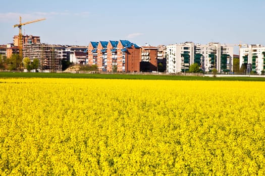 Field of yellow flowers in spring season close to the border of the city