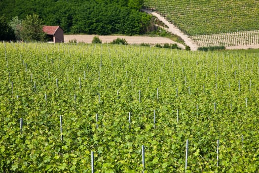 Barbera vineyard during spring season, Monferrato area, Piedmont region, Italy