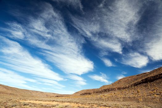 Landscape with quiver trees in Africa - horizontal - Copy Space