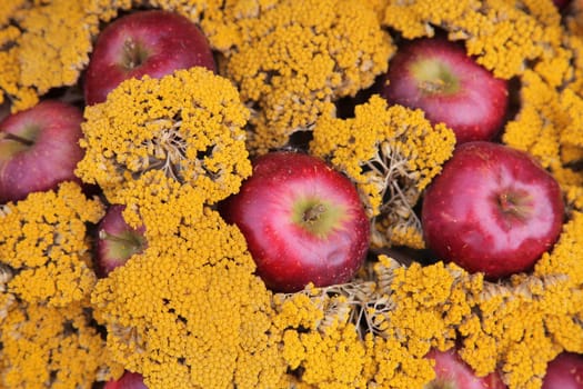 Apples