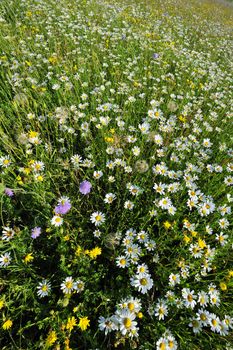 Wide angle shot of a field of wildflowers - white oxeye daisies, blue field scabious and yellow field scabious