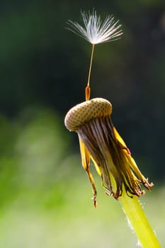 The seed head of a dandelion, close up, with ons seed remaining. Space for text bottom left.