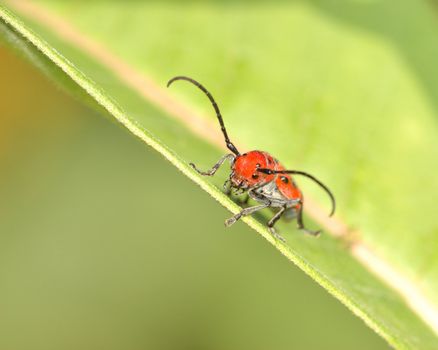 Red Milkweed Beetle perched on a green plant leaf.
