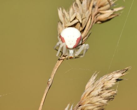 Goldenrod Spider perched on top of a grass stem with seeds.