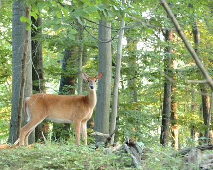 Whitetail Deer Doe standing at the edge of the woods.