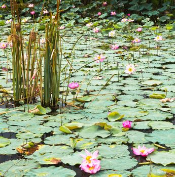 Lotus in the pond.