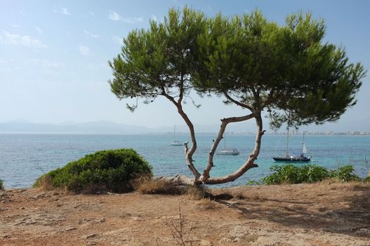 A lone tree overlooking the Palma bay at the island of Mallorca Spain.