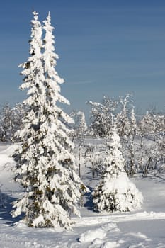 A winter scene with trees in deep snow.