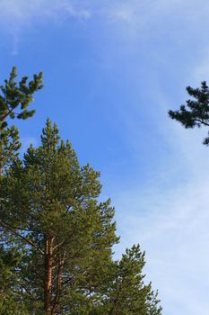 Treetops against a blue sky