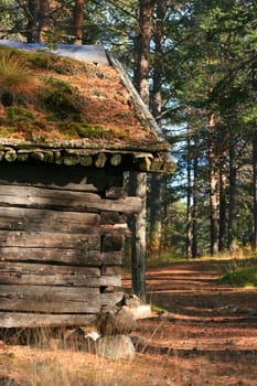 Old log cabin in the woods