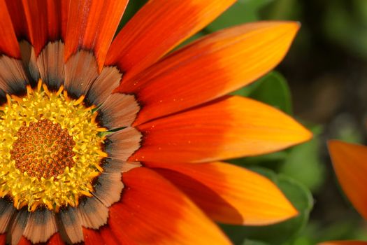 Simple yet graphic macro of a bold vivid orange, yellow and brown gazenia or treasure flower over green leaves, beautiful floral background.