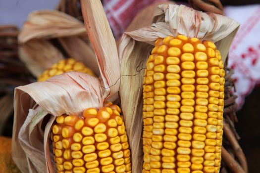 Maize cobs