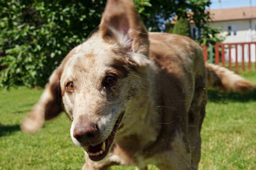 Allergy alert:  large funny looking dog shaking it up in the sun, releasing lots of visible hairs and skin dander in the air.